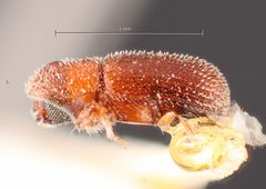 Thysanoes texanus by the Smithsonian. Used under a CC0 license.