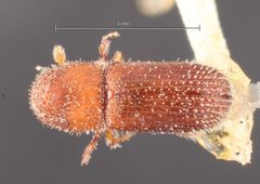 Thysanoes texanus by the Smithsonian. Used under a CC0 license.