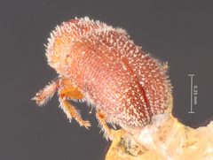 Thysanoes texanus by the Smithsonian. Used under a CC0 license.