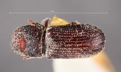 Thysanoes xylophagus by the Smithsonian. Used under a CC0 license.