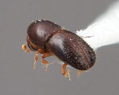 Xyleborinus celatus by the Smithsonian. Used under a CC0 license.