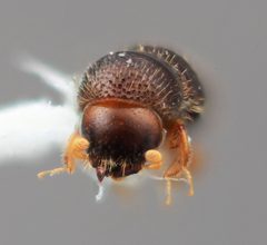 Xyleborinus celatus by the Smithsonian. Used under a CC0 license.
