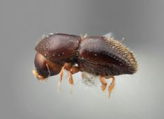 Xyleborinus celatus by the Smithsonian. Used under a CC0 license.