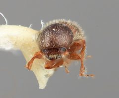 Xyleborinus protinus by the Smithsonian. Used under a CC0 license.