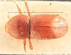 Xyleborus novus by the Smithsonian. Used under a CC0 license.