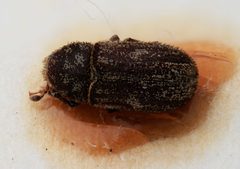 Xylechinus solervicensi by the Smithsonian. Used under a CC0 license.