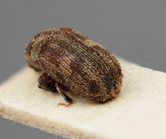 Xylechinus squamatilis by the Smithsonian. Used under a CC0 license.