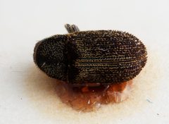 Xylechinus tuberculifer by the Smithsonian. Used under a CC0 license.