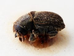 Xylechinus tuberculifer by the Smithsonian. Used under a CC0 license.