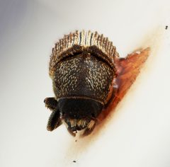 Xylechinus tuberculifer by the Smithsonian. Used under a CC0 license.