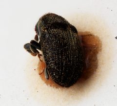 Xylechinus tuberculifer by the Smithsonian. Used under a CC0 license.