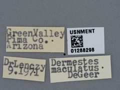 Dermestes maculatus by the Smithsonian. Used under a CC0 license.