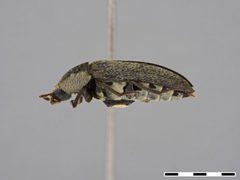 Dermestes maculatus by the Smithsonian. Used under a CC0 license.
