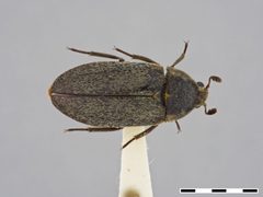 Dermestes maculatus by the Smithsonian. Used under a CC0 license.