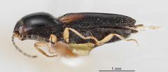 Cardiophorus decoratus by the Smithsonian. Used under a CC0 license.