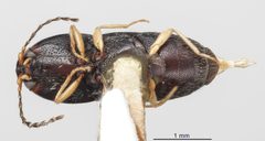 Cardiophorus decoratus by the Smithsonian. Used under a CC0 license.