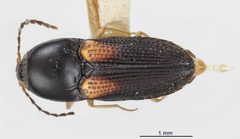 Cardiophorus decoratus by the Smithsonian. Used under a CC0 license.