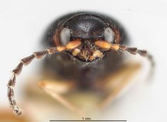 Cardiophorus decoratus by the Smithsonian. Used under a CC0 license.