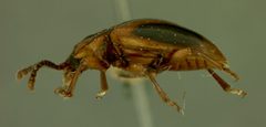 Aphorista ovipennis by the Smithsonian. Used under a CC0 license.