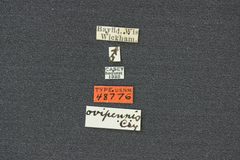 Aphorista ovipennis by the Smithsonian. Used under a CC0 license.