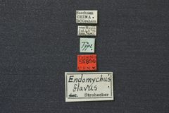 Endomychus flavus by the Smithsonian. Used under a CC0 license.