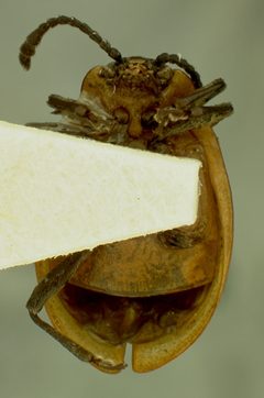 Endomychus flavus by the Smithsonian. Used under a CC0 license.