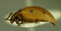 Endomychus flavus by the Smithsonian. Used under a CC0 license.