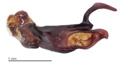 Epipocus caribanus by the Smithsonian. Used under a CC0 license.