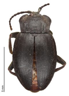 Epipocus caribanus by the Smithsonian. Used under a CC0 license.