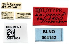 Epipocus caribanus by the Smithsonian. Used under a CC0 license.