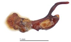 Epipocus manni by the Smithsonian. Used under a CC0 license.