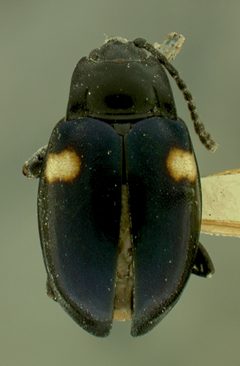 Mycetina cyanescens by the Smithsonian. Used under a CC0 license.