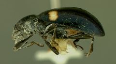 Mycetina cyanescens by the Smithsonian. Used under a CC0 license.