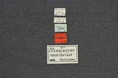 Stenotarsus monrovius by the Smithsonian. Used under a CC0 license.