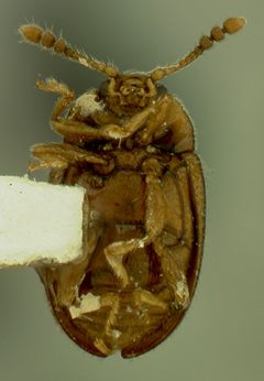 Stenotarsus politus by the Smithsonian. Used under a CC0 license.