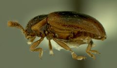 Stenotarsus politus by the Smithsonian. Used under a CC0 license.