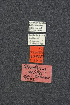 Stenotarsus politus by the Smithsonian. Used under a CC0 license.