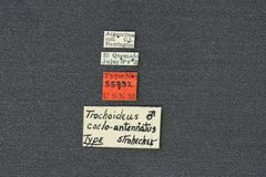 Trochoideus coeloantennatus by the Smithsonian. Used under a CC0 license.