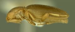 Trochoideus coeloantennatus by the Smithsonian. Used under a CC0 license.