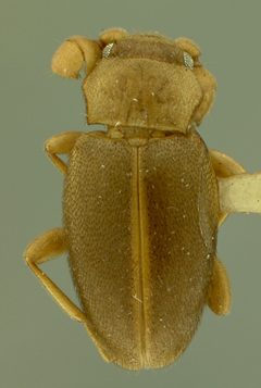 Trochoideus coeloantennatus by the Smithsonian. Used under a CC0 license.
