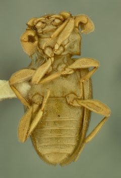 Trochoideus coeloantennatus by the Smithsonian. Used under a CC0 license.