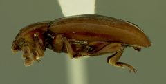 Xenomycetes laversi by the Smithsonian. Used under a CC0 license.