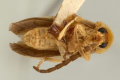 Lucidota fulvotinctus flavicollis by the Smithsonian. Used under a CC0 license.