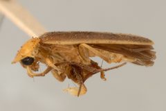 Lucidota fulvotinctus flavicollis by the Smithsonian. Used under a CC0 license.