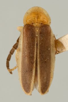 Lucidota fulvotinctus flavicollis by the Smithsonian. Used under a CC0 license.