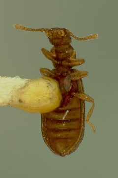 Cartodere quadrifoveolata by the Smithsonian. Used under a CC0 license.