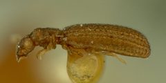 Cartodere quadrifoveolata by the Smithsonian. Used under a CC0 license.