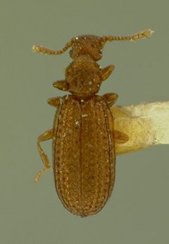 Cartodere quadrifoveolata by the Smithsonian. Used under a CC0 license.