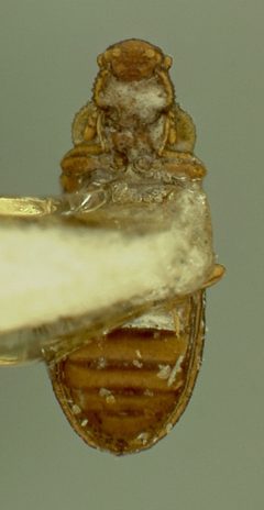 Metophthalmus septemstriatus by the Smithsonian. Used under a CC0 license.