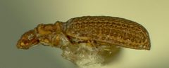 Metophthalmus septemstriatus by the Smithsonian. Used under a CC0 license.